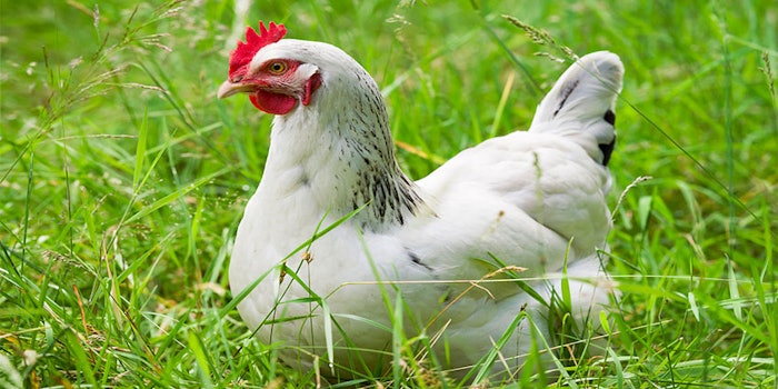Diana Food launches a new line of organic animal welfare products to ensure ethical, organic production.