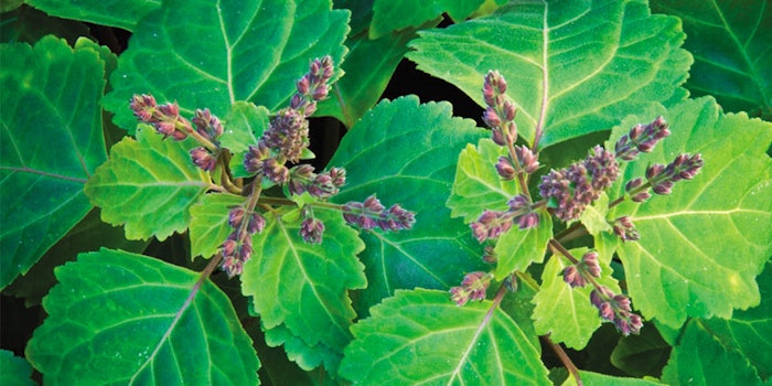 Patchouli absolute clearance