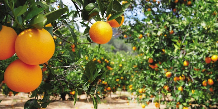 Citrus production in Italy is represented by the families who cultivate these fruits even today.