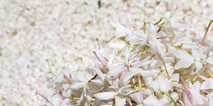 850x425_manejasminegran