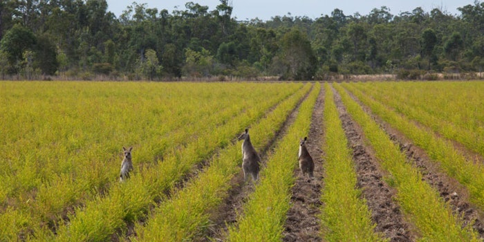 From the Land Down Under, Naturally Australian Products announces new pricing for most products.