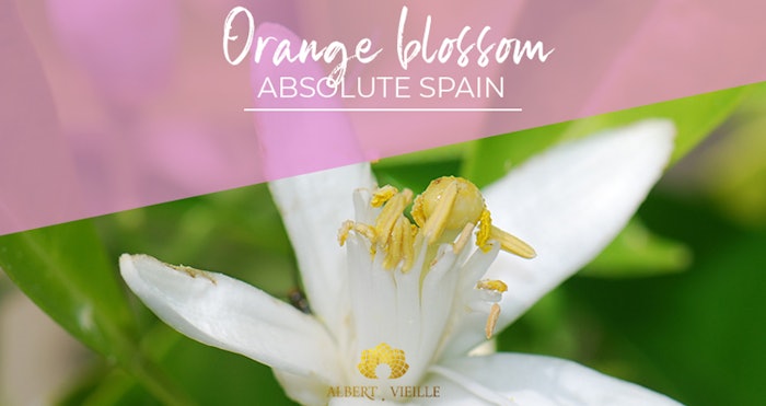 Orange Blossom Absolute