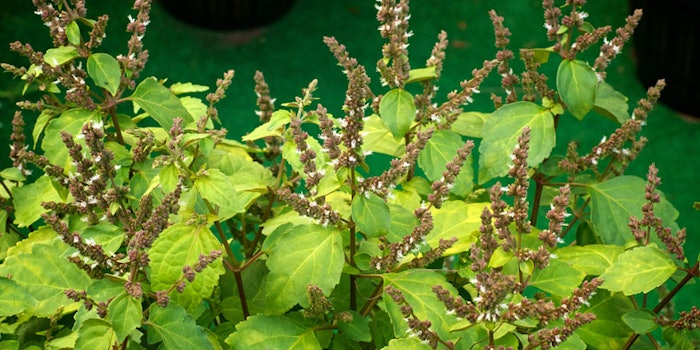 Mane will source the patchouli flower from sourcing from its original land, Gayo Terroir, on Sumatra Island.