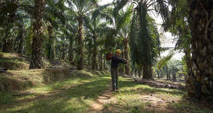 BASF has achieved its commitment to procure palm (kernel) oils exclusively from sources certified by the RSPO by 2020.