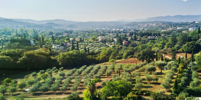 Lancôme currently operates a field in Grasse where Centifolia rose, jasmine and lavandin grow.