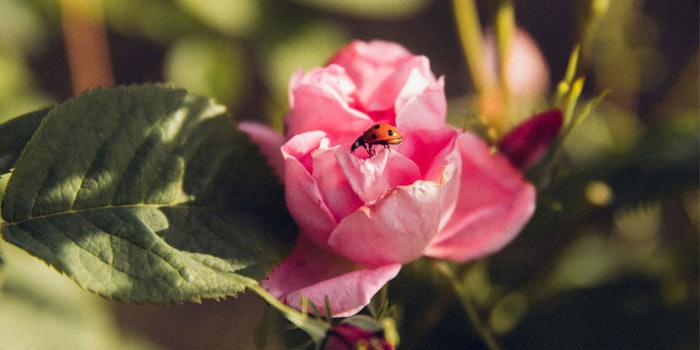 The harvest begins in early May before the flowers open to ensure freshness.