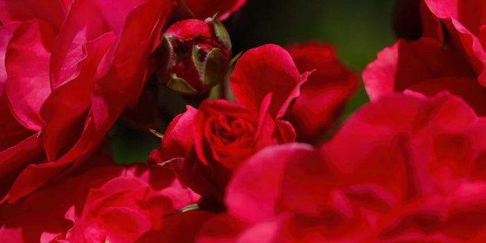 The platform is comprised of technologies and capabilities helping perfumers to address challenges associated to the “bloom.”