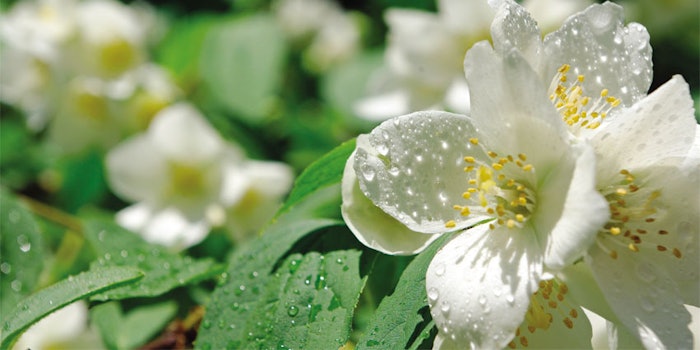This month’s column features discussions on jasmine absolute, natural vanillin and more.