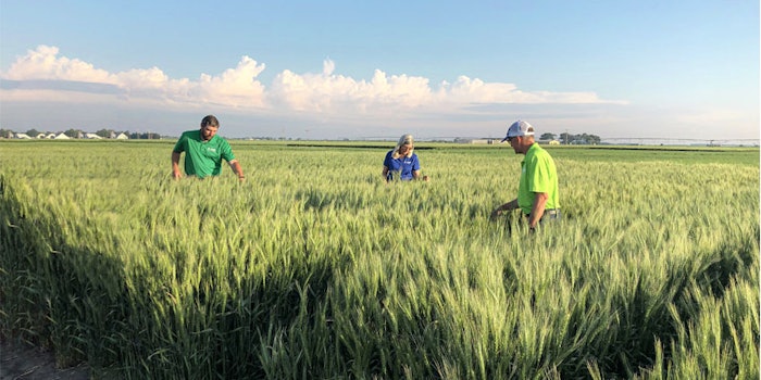 The hybrid wheat will be available to farmers in Europe and North America and is designed to provide more stable yield and quality.