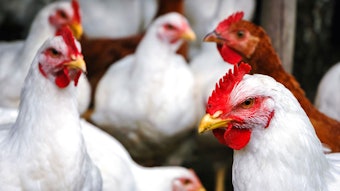 DSM and Midori's first collaboration will leverage functional modulation of the gut microbiome to improve the gut health, feed efficiency and welfare of poultry.