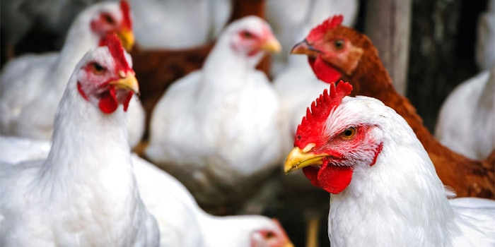 DSM and Midori's first collaboration will leverage functional modulation of the gut microbiome to improve the gut health, feed efficiency and welfare of poultry.