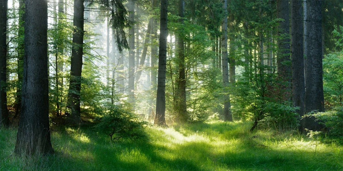 Iberchem fragrances best sale of nature