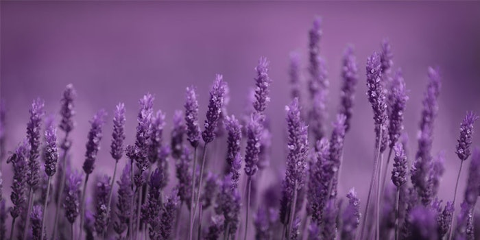 Bontoux’s COP report on sustainable development is now available on the Global Compact website or on Bontoux’s company website.