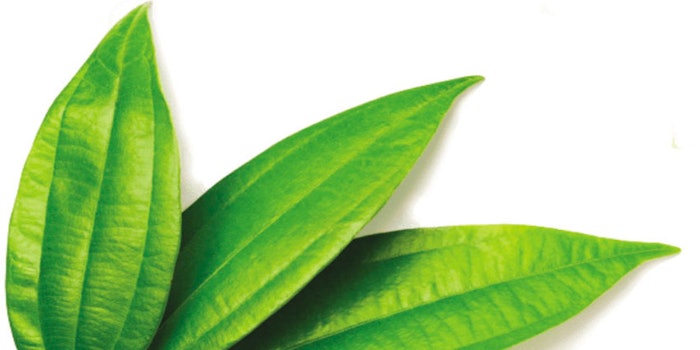 850x425_cinnamonleaf
