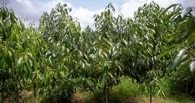 Kaapi Pf2110 Image1