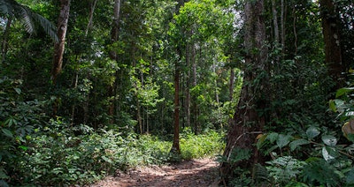 Kaapi Pf2110 Image3