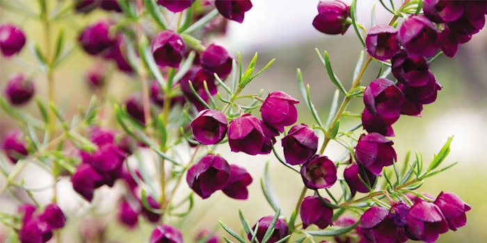 850x425_boronia