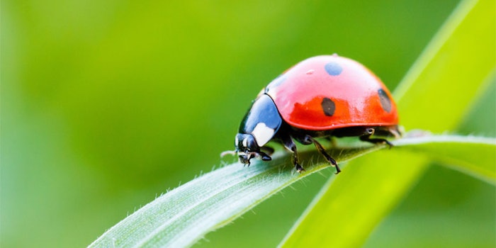 By harnessing the natural fear of predator scents in bugs, smell could be used to deter pests from crops and gardens.