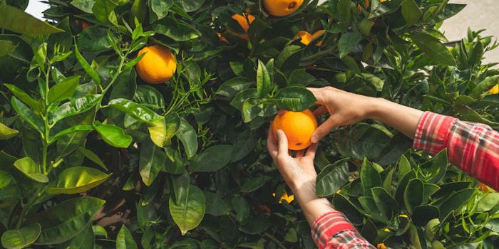 Experts weigh in on the opportunities and challenges regarding sustainability in flavor formulation and production.
