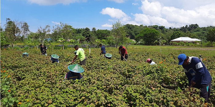 The program gives Sumatran farmers access to a growing network in the region that includes nearly 600 farmers in Sulawesi.