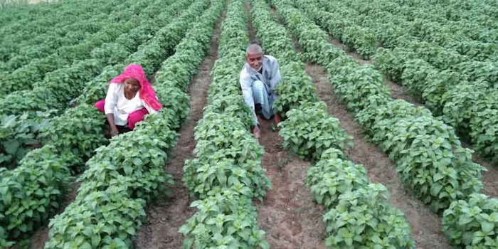 Project Sankalp intends to create a sustainable farming model for natural mint.