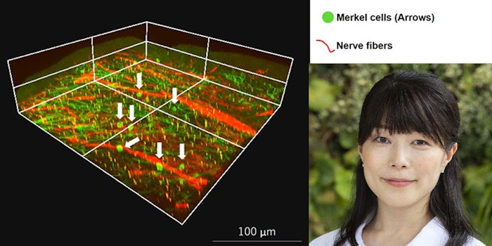 The discoveries she presented suggest Merkel cells can be activated by odorants even in the absence of touch, and this mechanism has the potential to improve skin condition.