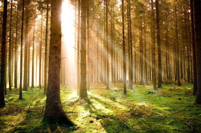 Symrise follows the goal to source all raw materials sustainably in order to counteract deforestation.