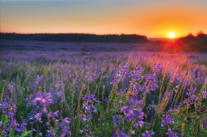 The January issue introduces the revamped P&F+ advisory board, Judith Michalski’s swan song and much more.