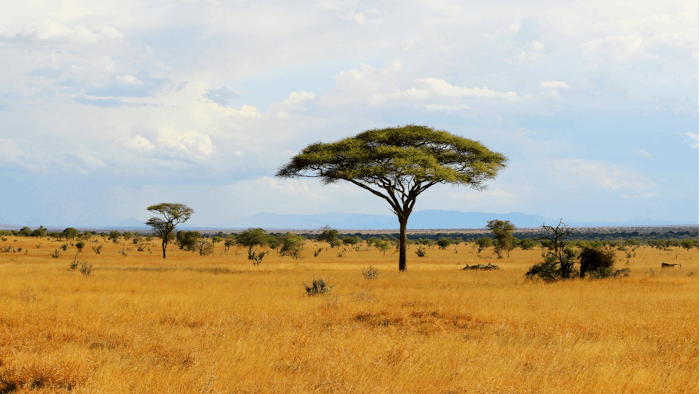 The first exhibit will be Wild Safari, which will take visitors into the African Savanna through touch, smell and sight,