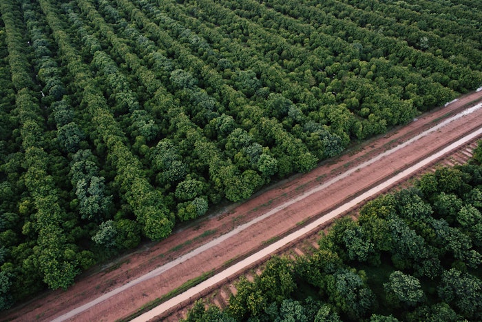 The Hands on the Future sustainability report details the actions needed to prioritize the long-term supply of Indian sandalwood.