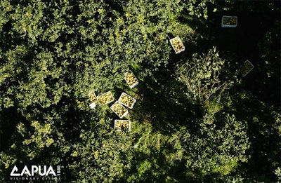 Capua Pf2203 Intextimage