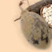 The supply of RonaCare Baobab ensures a transparent and high-quality standard. The harvest of the fallen, ripe fruits by local African women enables the needed source of income for families supported by fair trade principles.