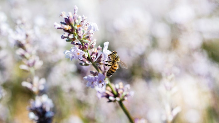 With these transactions, Symrise intends to reinforce its fine fragrance presence in southern France, strengthen its competitiveness in the creation of fragrance compositions and broaden its presence in key countries in Europe, Africa and the Middle East.