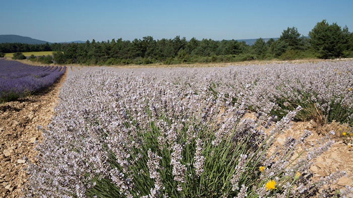 Symrise has been collaborating with Crieppam research institute since 2020 on a bio-regeneration project to produce 100% certified healthy lavender plants.