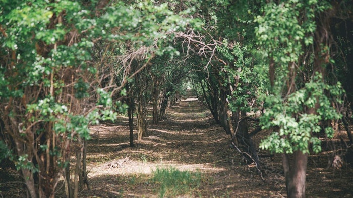 Copperhead Sandalwood plantation.