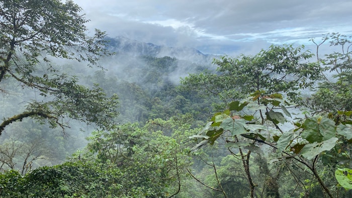 A cloud forest vista in the Ecuadorian Chocó, a mega-diverse and highly threatened tropical forest system.