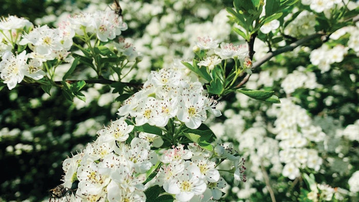 From the Neolithic period to the present day, perfumes have existed throughout the ages with different uses, forms, raw materials and fragrances.