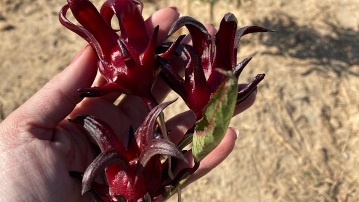 Symrise sources its hibiscus from the Egyptian region of Aswan.