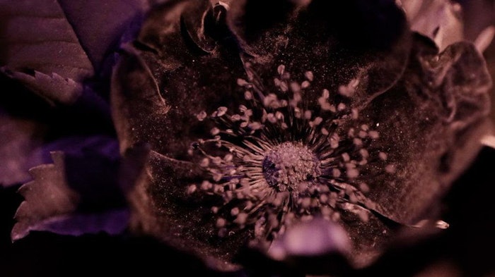 “All Roses Sleep (inviolate light),” by Alana Bartol and Bryce Krynski.