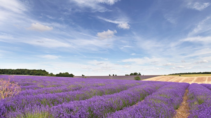 The report cites double-digit revenue and adjusted EBITDA growth, coupled with strong cash generation.