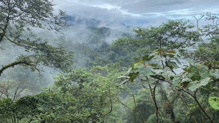 A cloud forest vista in the Ecuadorian Chocó, a mega-diverse and highly threatened tropical forest system.