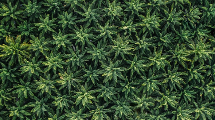 The global cannabis market is projected to grow from $28.2 billion in 2021 to $197.7 billion in 2028 at a CAGR of 32.04% in the forecast period, 2021-2028.