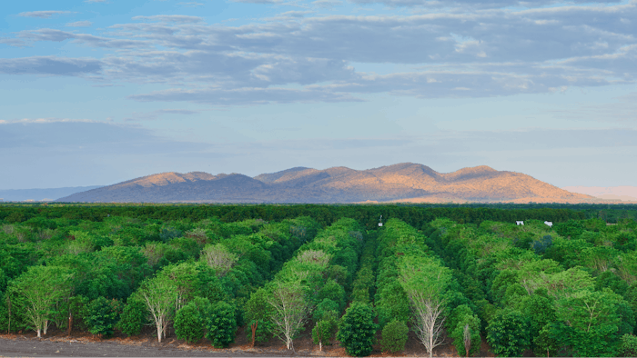 Both accreditations represent significant recognition at a global level for Quintis Sandalwood’s commitment to, and investment in, sustainable forest management practices.