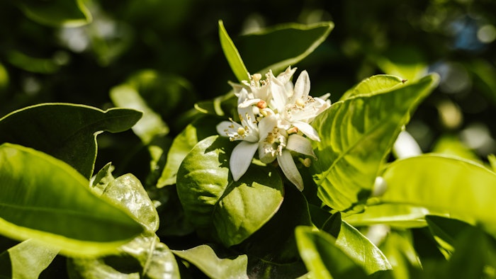Through this coaching initiative, 240 jasmine producers were introduced to sustainable agriculture techniques.