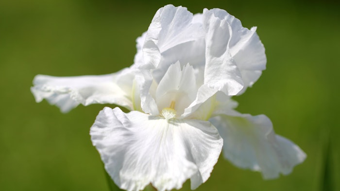 You offers scent notes of pink pepper, amber and iris.