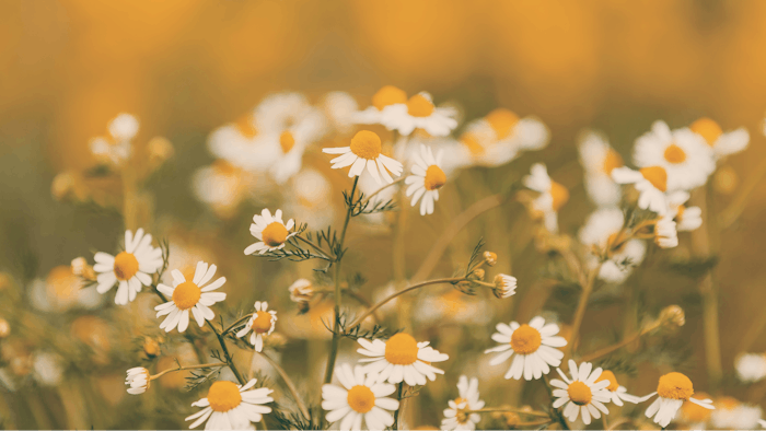 The certification now extends to all agricultural partners in Piedmont.