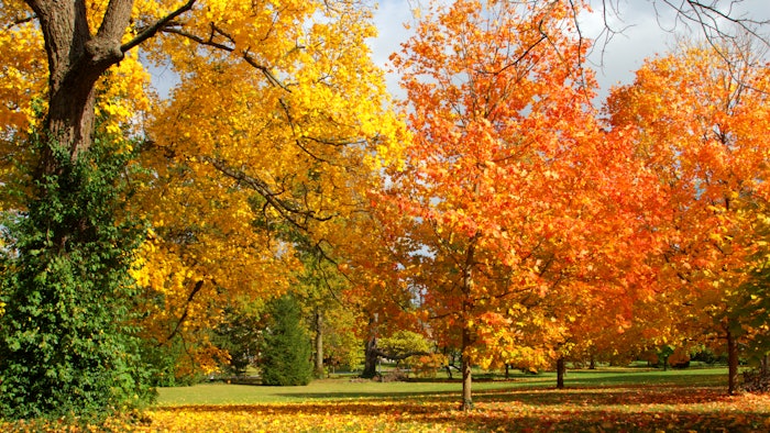 Scents in the collection are available in Scentsy bars, room sprays and Scent Circles.