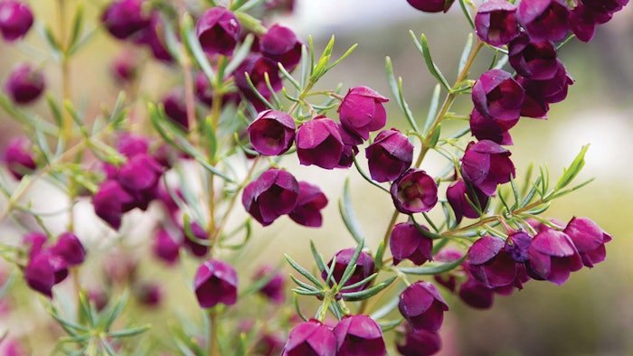 Berje Boronia