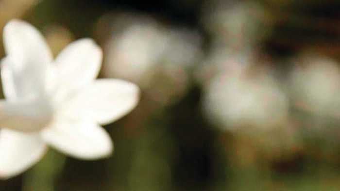 This month's 'Perfumer Notes' column is penned by Pierre Bénard on tuberose.