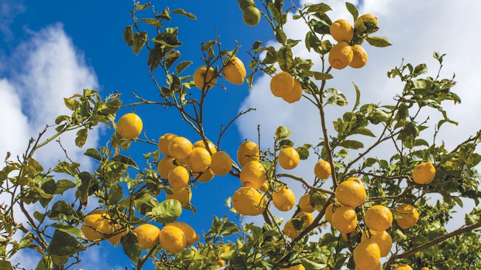 Lemons are produced in a large number of countries worldwide.